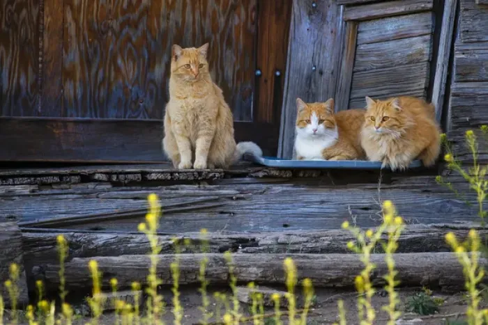 Framed Print : Cat (Felis catus) sitting on porch of old house Framed Print : Cat (Felis catus) sitting on porch of old house