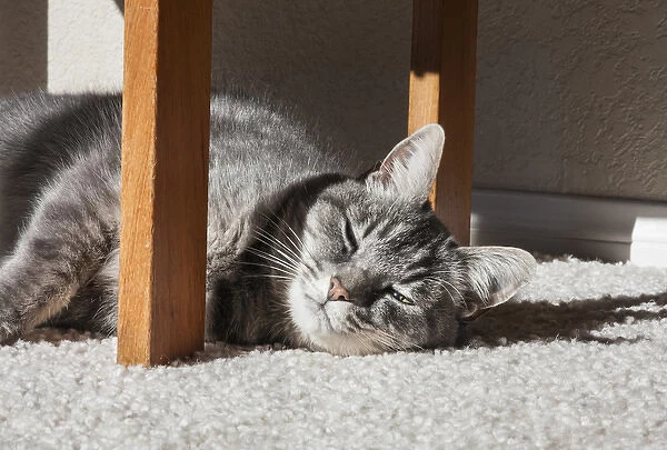 Cat lying in the sun