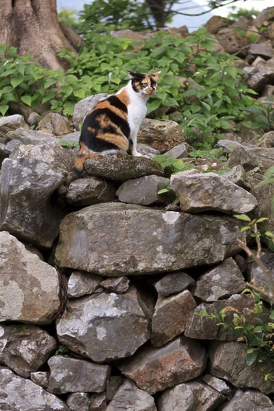 A cat makes itself at home in the grounds of Nakijin Castle, a 14th Century castle in Okinawa