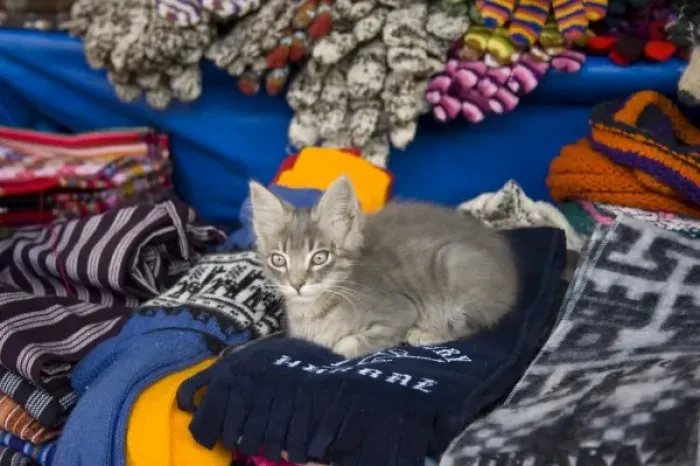 Framed Print : Cat on scarves at market, Huaraz, Peru