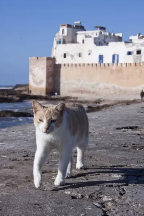 Framed Print : Cat on seawall, Essaouira, Morocco