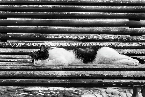 Cat sleeping on bench