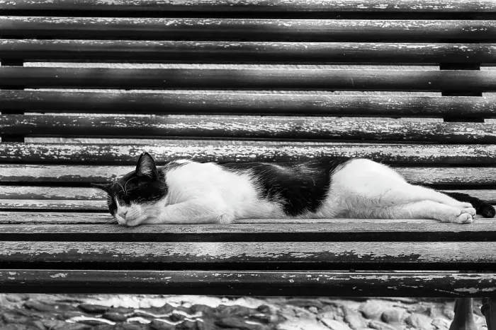 Framed Print : Cat sleeping on bench Framed Print : Cat sleeping on bench