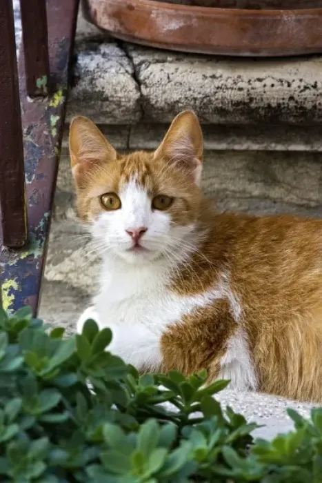 Framed Print : Cat on steps in alley, Rovigno, Croatia