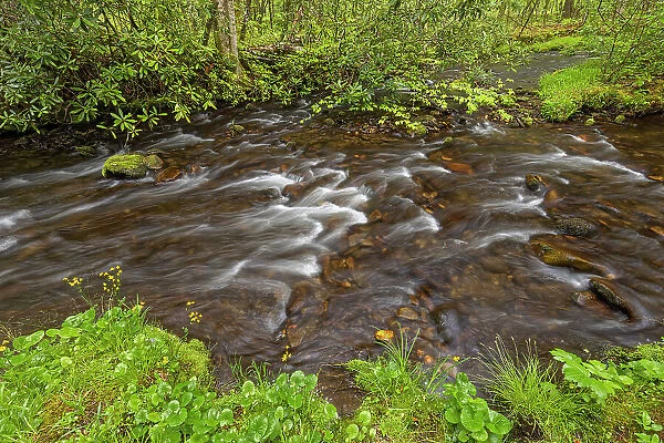 Cataloochee Creek in spring, Cataloochee Valley, Great Smoky Mountains National Park, North Carolina