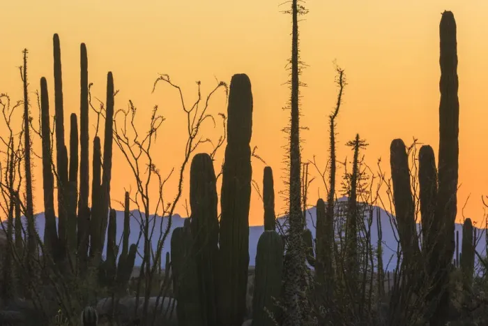 Framed Print : Catavina Desert, Baja California, Mexico