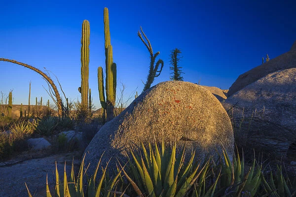 Catavina Desert, Baja California, Mexico