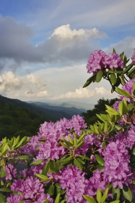 Framed Print : Catawba Rhododendron from just below Newfound Gap, Great Smoky Mountains National Park Framed Print : Catawba Rhododendron from just below Newfound Gap, Great Smoky Mountains National Park