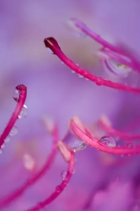 Framed Print : Catawba rhododenron with rain drops. Credit as: Nancy Rotenberg  /  Jaynes Gallery  /  DanitaDelimont