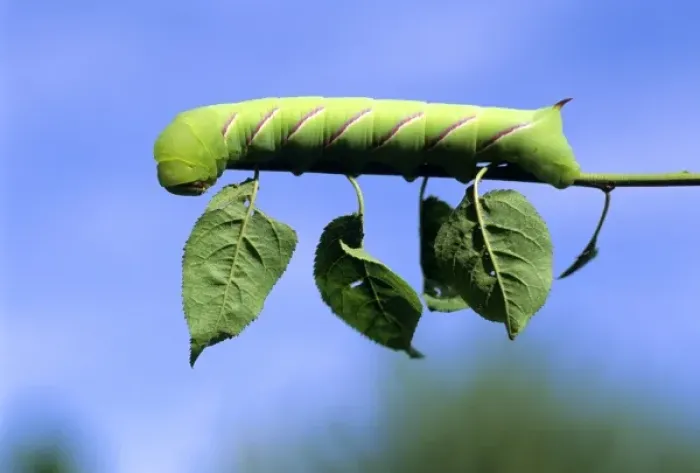 Framed Print : Caterpiller on a leafstem of a tree Framed Print : Caterpiller on a leafstem of a tree