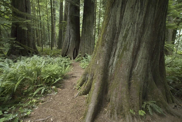 Cathedral Grove in MacMillan Provincial Park, British Columbia, Canada, September 10