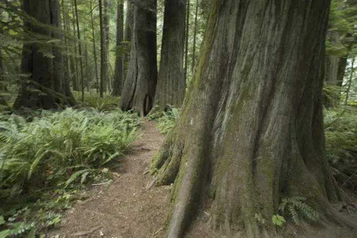 Framed Print : Cathedral Grove in MacMillan Provincial Park, British Columbia, Canada, September 10 Framed Print : Cathedral Grove in MacMillan Provincial Park, British Columbia, Canada, September 10