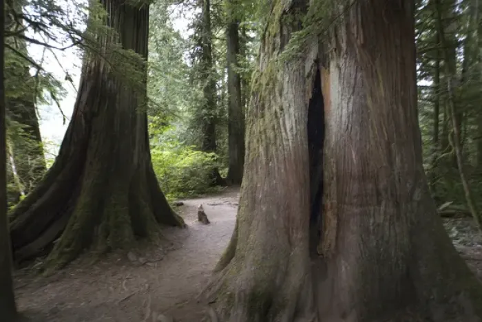 Framed Print : Cathedral Grove in MacMillan Provincial Park, British Columbia, Canada, September 10 Framed Print : Cathedral Grove in MacMillan Provincial Park, British Columbia, Canada, September 10