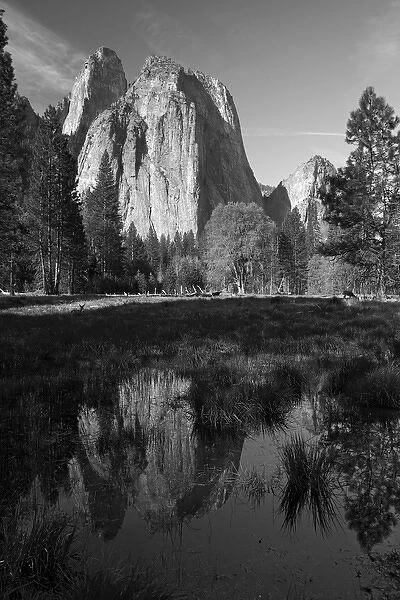 Cathedral Rocks reflected in a pond in Yosemite Valley, and mule deer (Odocoileus hemionus)