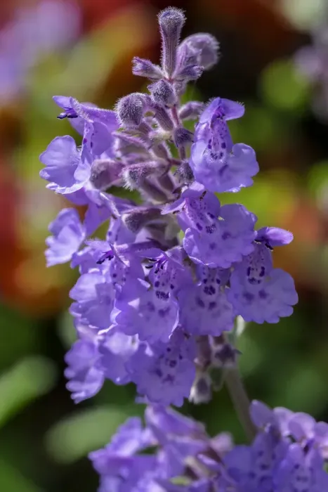 Framed Print : Catmint Framed Print : Catmint