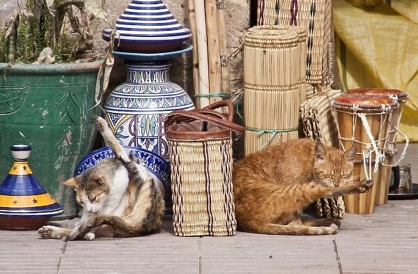 Cats, Essaouira, Morocco