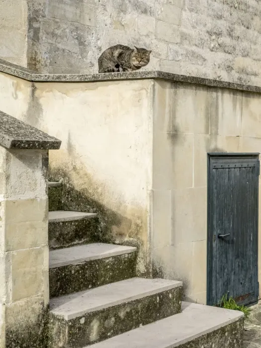 Framed Print : Cats roaming the cave dwelling town of Matera