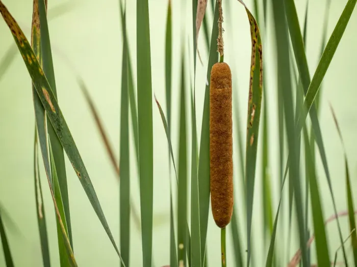 Framed Print : Cattail, Lebanon Hills Park, Central Minnesota