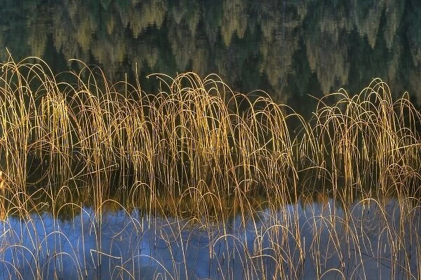 Cattail Reeds in days last light with tamarack reflection on Spencer Lake near Whitefish