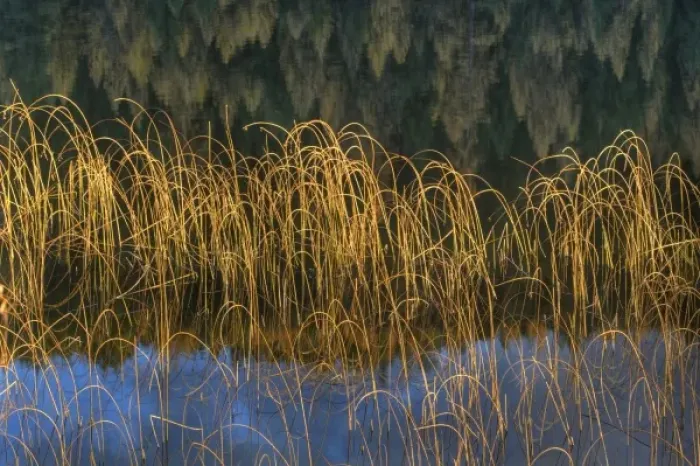 Framed Print : Cattail Reeds in days last light with tamarack reflection on Spencer Lake near Whitefish