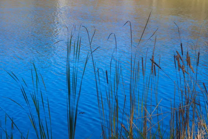 Framed Print : Cattails at edge of lake Framed Print : Cattails at edge of lake