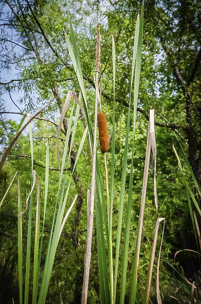 Cattails along the lake, Whitewater Memorial State Park, Indiana, USA