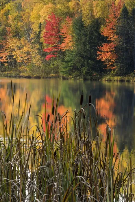 Framed Print : Cattails along small lake with fall colors, Upper Peninsula of Michigan