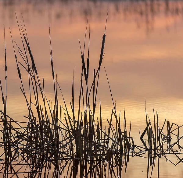 Cattails at sunrise, Bosque del Apache National Wildlife Refuge, New Mexico