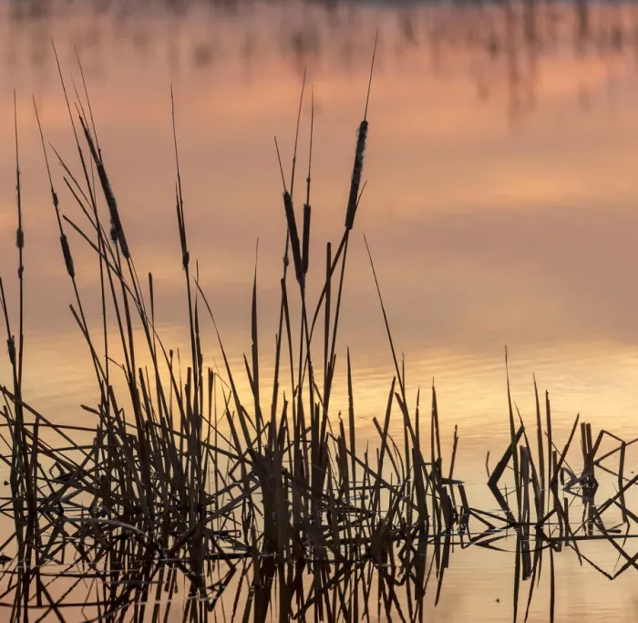 Framed Print : Cattails at sunrise, Bosque del Apache National Wildlife Refuge, New Mexico Framed Print : Cattails at sunrise, Bosque del Apache National Wildlife Refuge, New Mexico