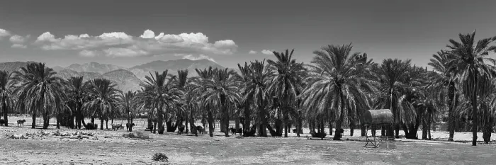 Framed Print : Cattle among Date Palms, Coachella Valley, California, USA