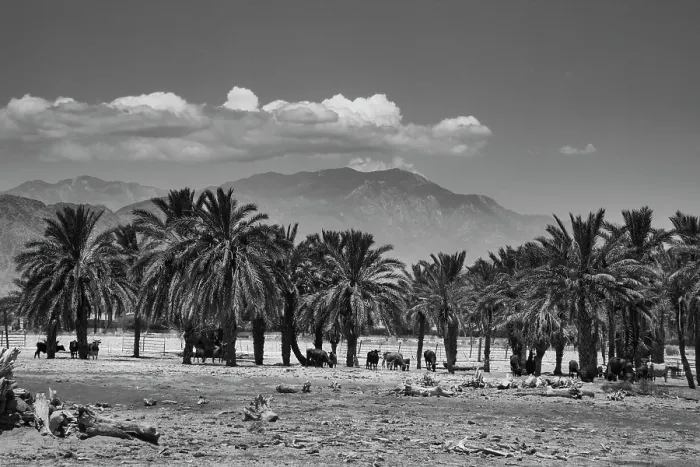Framed Print : Cattle among Date Palms, Coachella Valley, California, USA