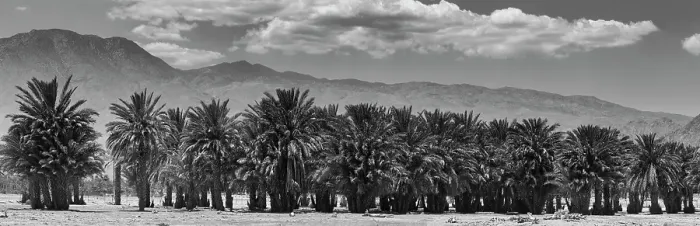 Framed Print : Cattle among Date Palms, Coachella Valley, California, USA