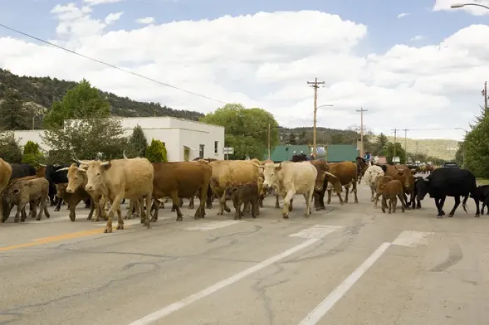 Framed Print : Cattle drive in a small town near Telluride, Colorado Framed Print : Cattle drive in a small town near Telluride, Colorado