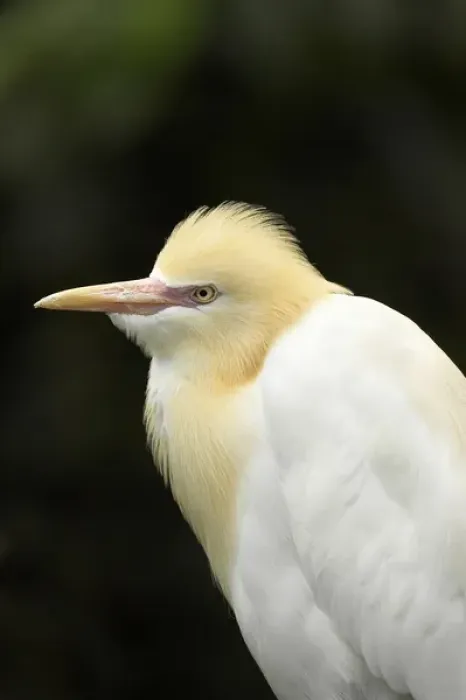 Framed Print : Cattle Egret ( Ardea ibis ), North Queensland, Australia Framed Print : Cattle Egret ( Ardea ibis ), North Queensland, Australia