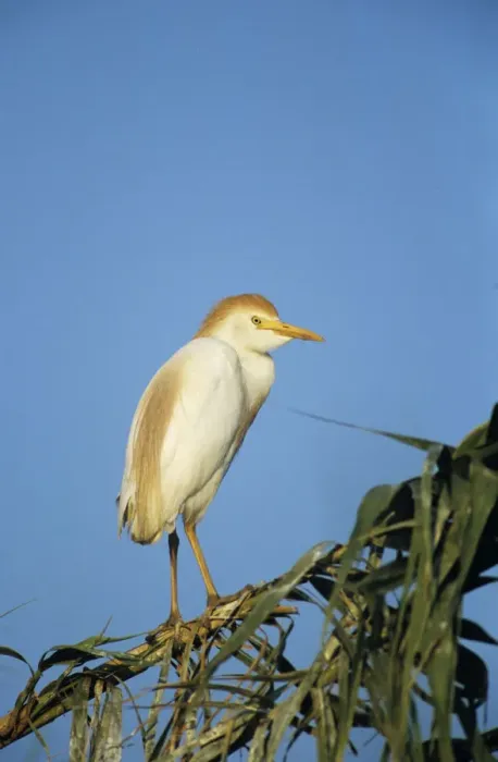 Framed Print : Cattle Egret, Bubulcus ibis, adult breeding plumage, Welder Wildlife Refuge, Sinton Framed Print : Cattle Egret, Bubulcus ibis, adult breeding plumage, Welder Wildlife Refuge, Sinton