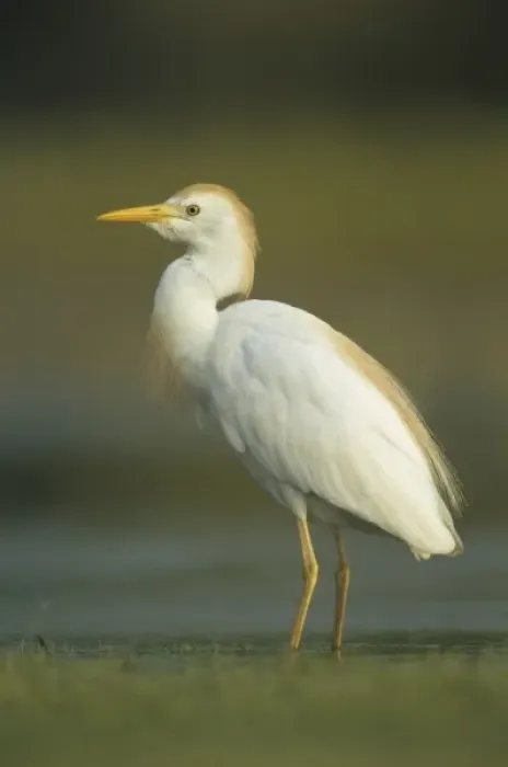 Framed Print : Cattle Egret, Bubulcus ibis, adult breeding plumage, Welder Wildlife Refuge, Sinton Framed Print : Cattle Egret, Bubulcus ibis, adult breeding plumage, Welder Wildlife Refuge, Sinton