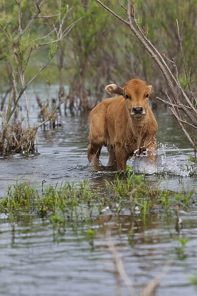 Cattle in the flooded Danube Delta near the Sulina Channel