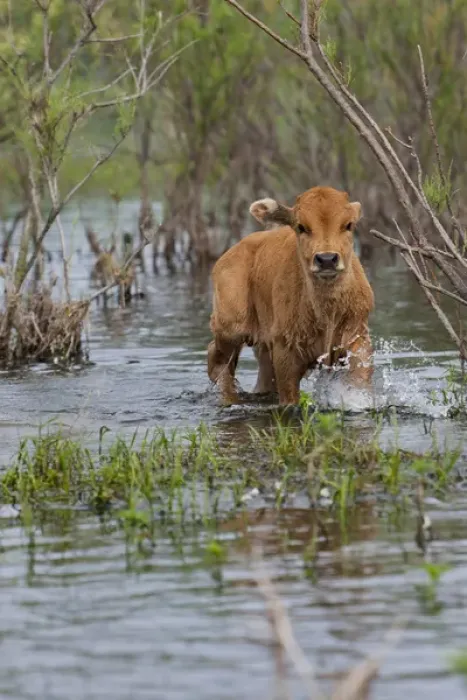 Framed Print : Cattle in the flooded Danube Delta near the Sulina Channel Framed Print : Cattle in the flooded Danube Delta near the Sulina Channel