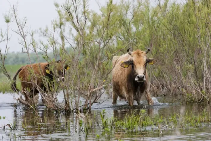Framed Print : Cattle in the flooded Danube Delta near the Sulina Channel