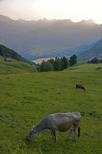 Cattle graze on a hillside at Amden, Switzerland. switzerland, swiss, europe
