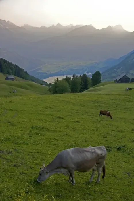 Framed Print : Cattle graze on a hillside at Amden, Switzerland. switzerland, swiss, europe