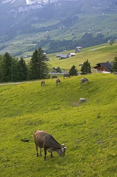 Cattle graze on a hillside at Amden, Switzerland