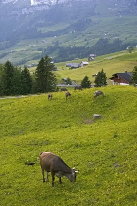 Framed Print : Cattle graze on a hillside at Amden, Switzerland Framed Print : Cattle graze on a hillside at Amden, Switzerland
