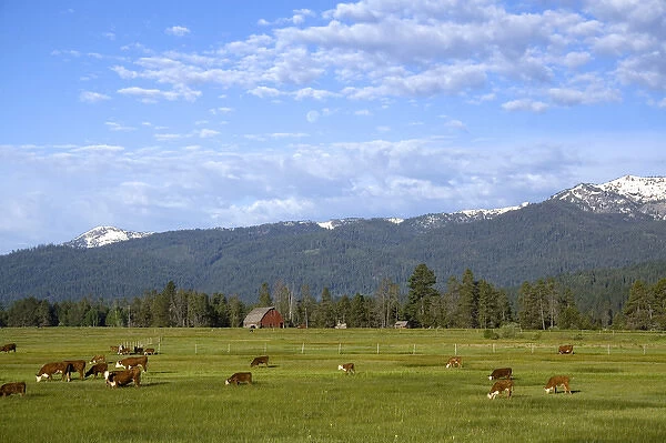 Cattle graze in a pasture near Cascade, Idaho