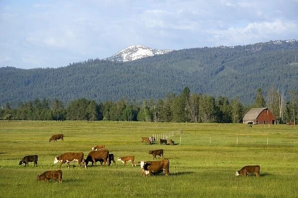 Cattle graze in a pasture near Cascade, Idaho