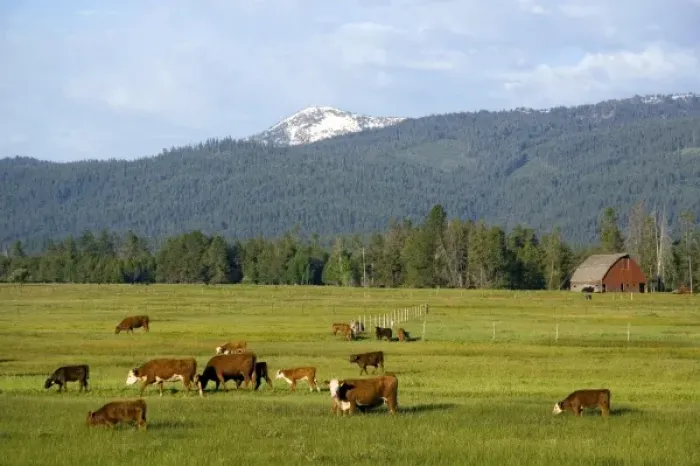 Framed Print : Cattle graze in a pasture near Cascade, Idaho Framed Print : Cattle graze in a pasture near Cascade, Idaho