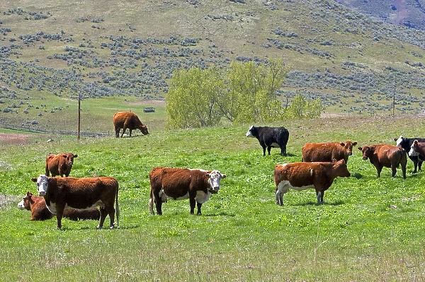 Cattle graze in a pasture along the Payette River near Emmett, Idaho