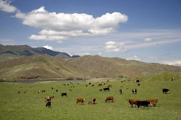 Cattle graze in a pasture along the Payette River near Emmett, Idaho