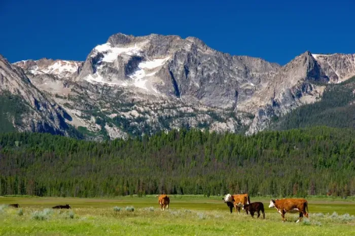 Framed Print : Cattle graze in the Stanley Basin, Idaho Framed Print : Cattle graze in the Stanley Basin, Idaho