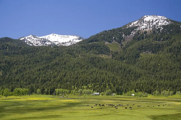 Cattle graze in a valley below Snowbank Mountain in Valley County, Idaho